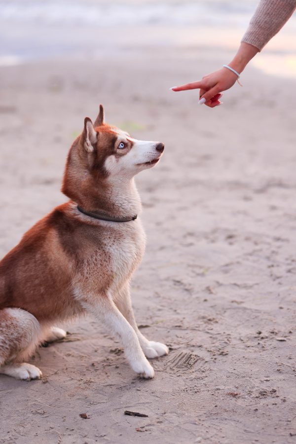 Sesión de Ayuda Mi Perro