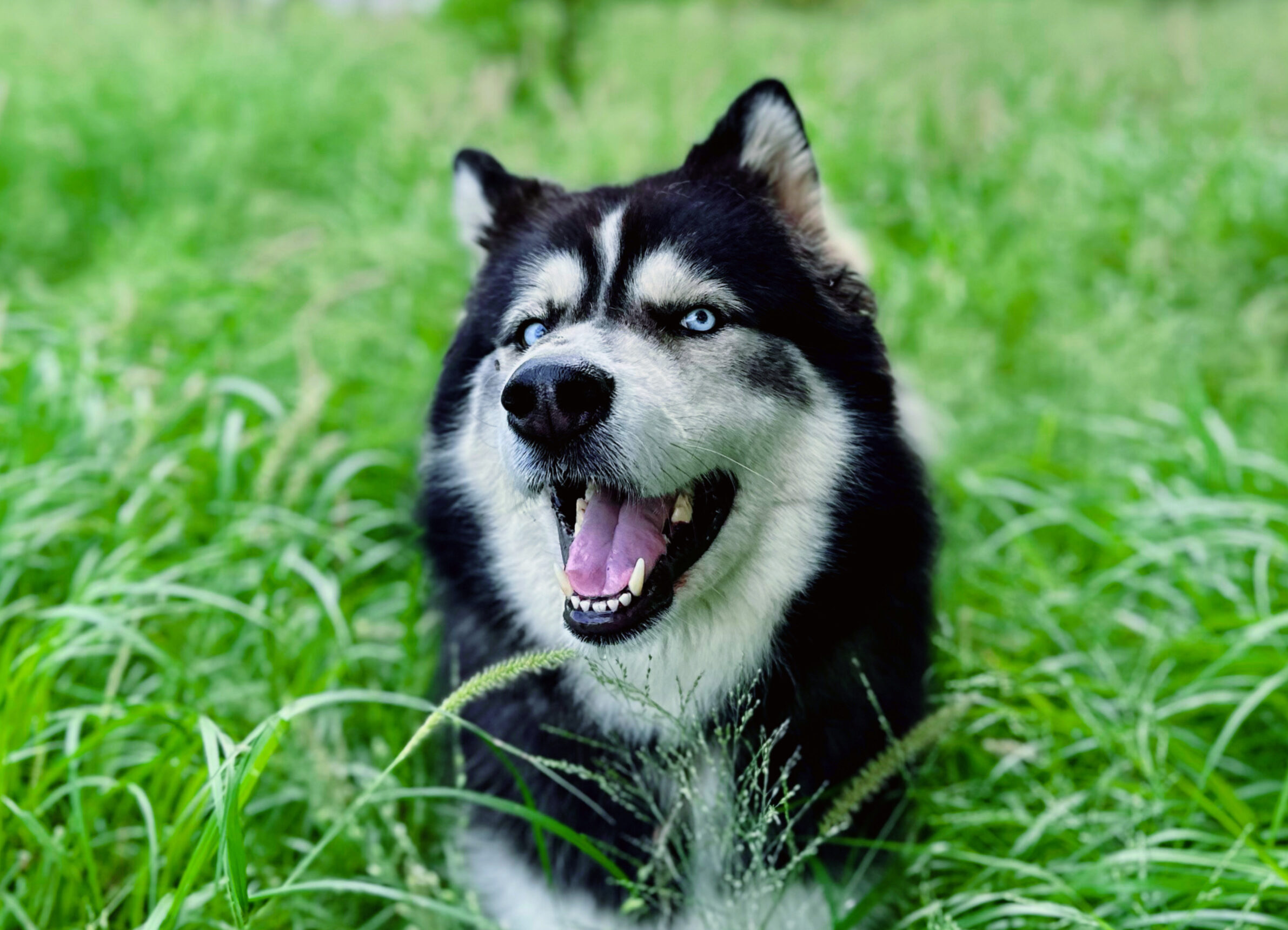Ayuda Mi Perro